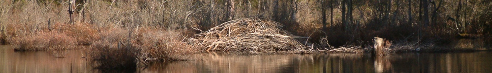Random Header Image