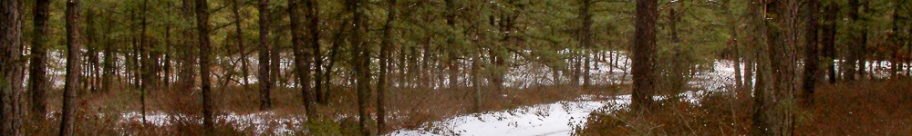 Random Header Image