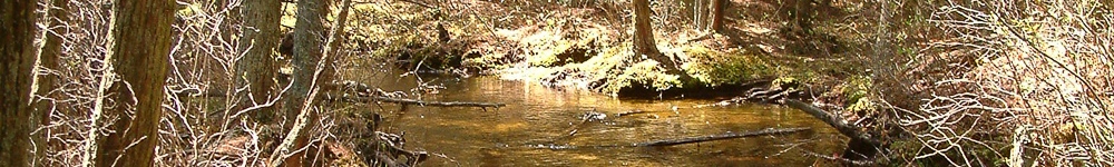 Random Header Image