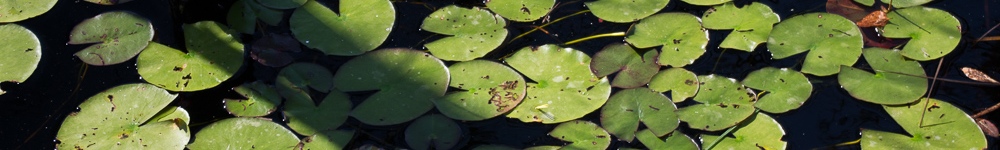 Random Header Image