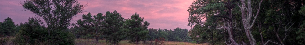 Random Header Image